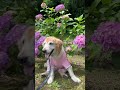 レトリバーで紫陽花を楽しんだよ🥹💓✨#レトリバー #保護犬 #大型犬 #ゴールデンレトリバー #ラブラドールレトリバー #老犬 #愛犬 #dogrescue #dogshorts
