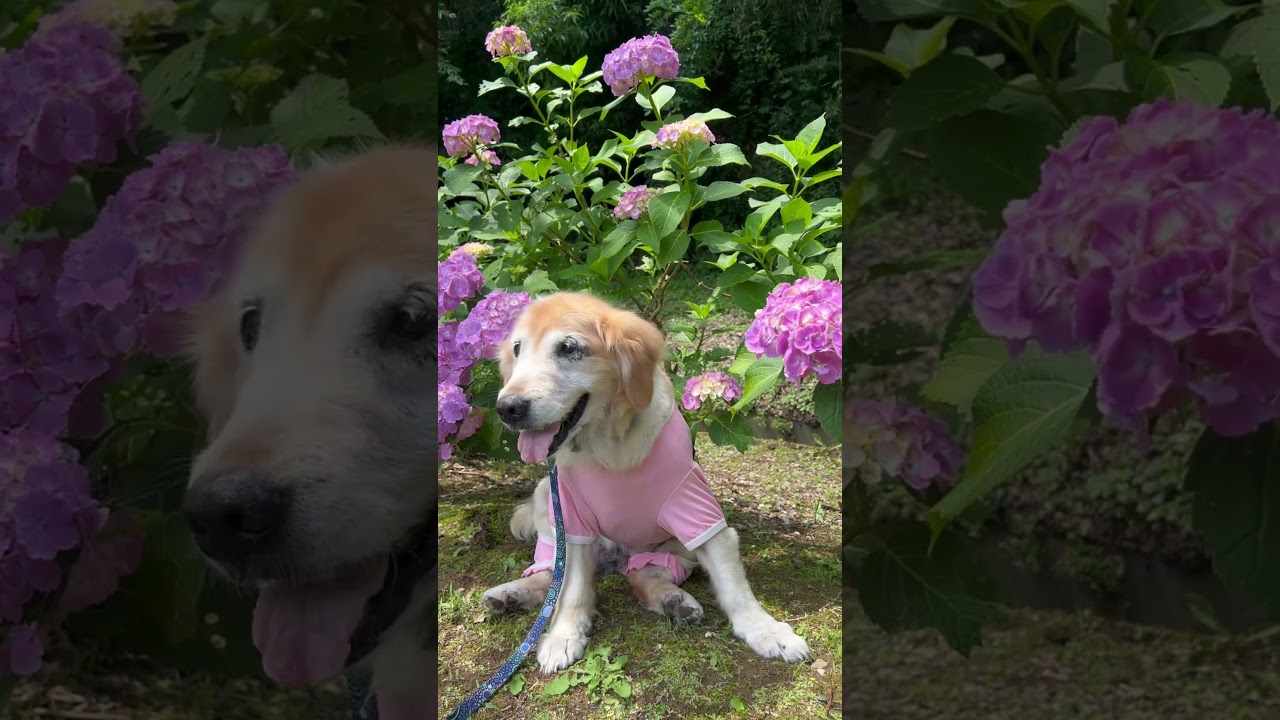 レトリバーで紫陽花を楽しんだよ🥹💓✨#レトリバー #保護犬 #大型犬 #ゴールデンレトリバー #ラブラドールレトリバー #老犬 #愛犬 #dogrescue #dogshorts
