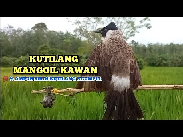 Suara Burung KUTILANG GACOR Ampuh 100% Untuk Panggilan & Masteran Kutilang Lain Langsung Ikut Gacor! class=