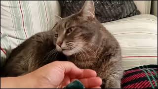 My Gray Tabbie enjoys Sunday with me by Benjamin Tobies 292 views 9 months ago 3 minutes, 47 seconds