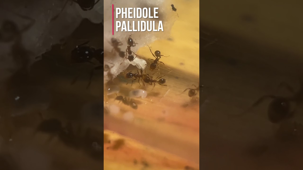 My Pheidole Pallidula (big headed ants) Colony 