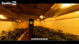 Galles migliaia di piante di canapa coltivate sotto i tunnel della metro!! Il virtual tour