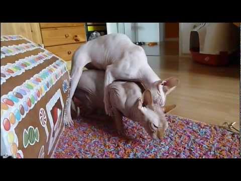 No.02 Sphynx cat San ; Noong ; Aroom playing together Erstes gemeinsames Spiel Nr.02