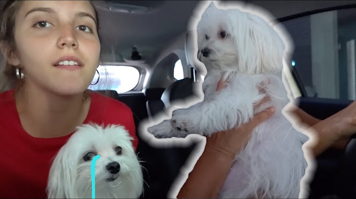 COMO CURAR LA DEPRESION DE TU MASCOTA *facil y rapido*