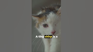 How Cat communicate? Cracking the Cat Communication Code! #shorts #short #catcommunication