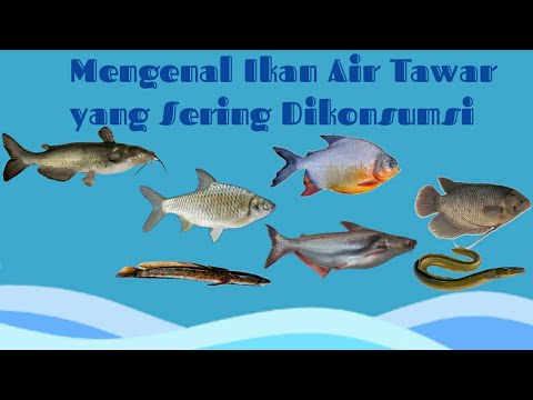 Video: Air tawar