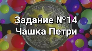 Задание №14 Чашка Петри