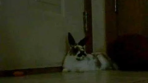 The Rabbits Evil Plot Unfolds Part 1