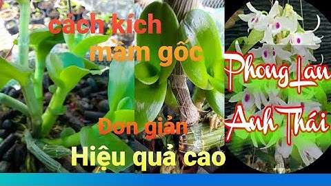 Cách kích mầm gốc cho phi điệp.