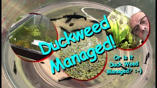 Duck Weed To A Mess Of Blue Dream Shrimp