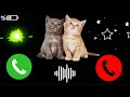 Apple best ringtone iphone 11 pro max a1 catiphone