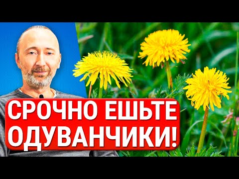 Видео: Съедобны ли одуванчики в сыром виде?