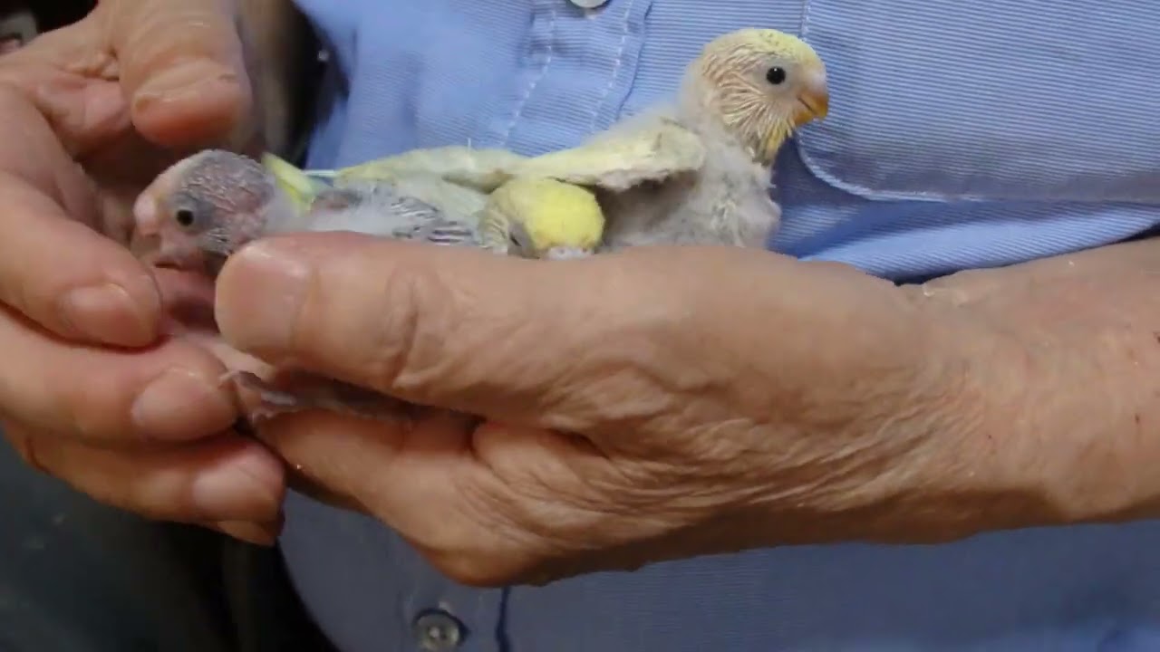 どんなカラーになるかわからない セキセイインコ - YouTube