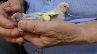 どんなカラーになるかわからない セキセイインコ - YouTube