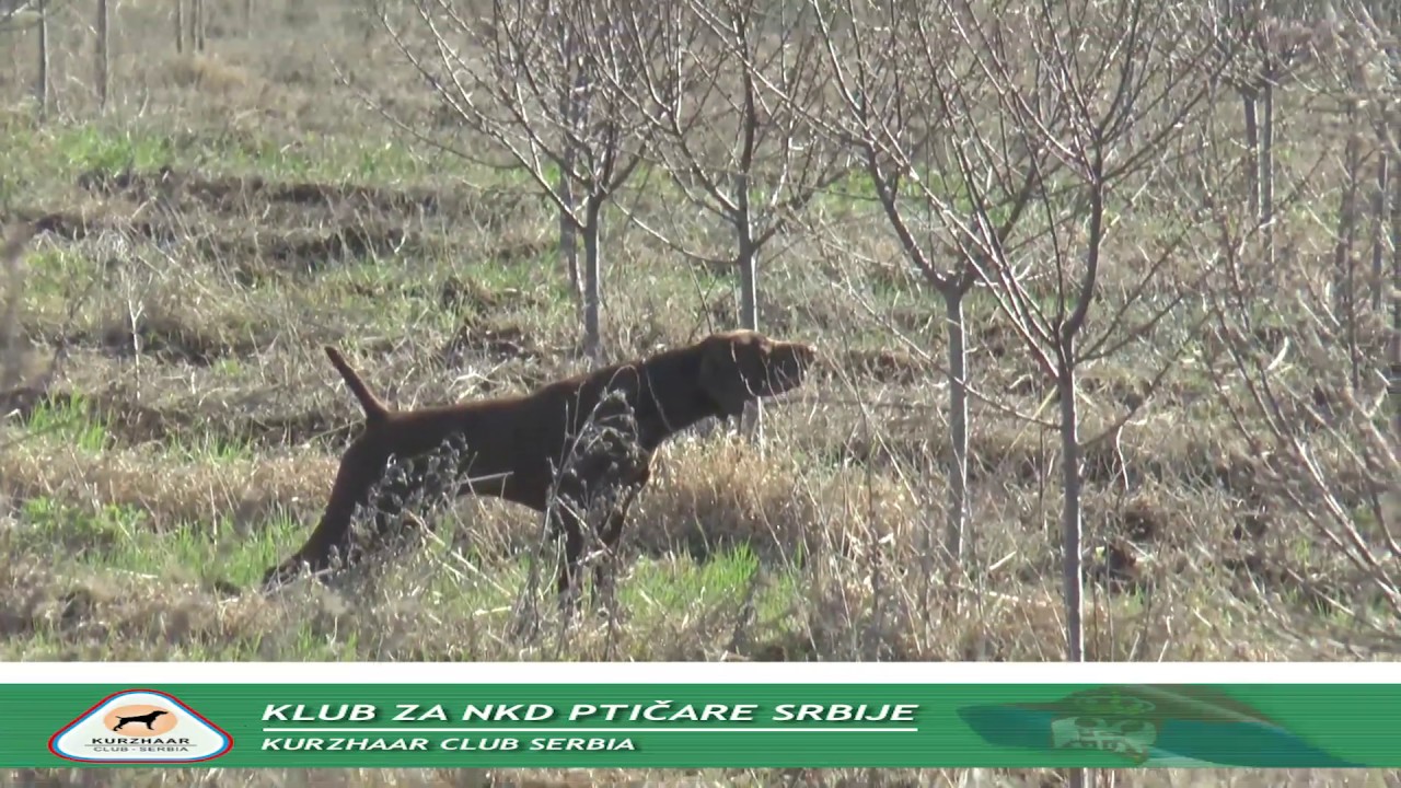 03 - SAMPIONAT SRBIJE Baterija Rade drugi dan isp
