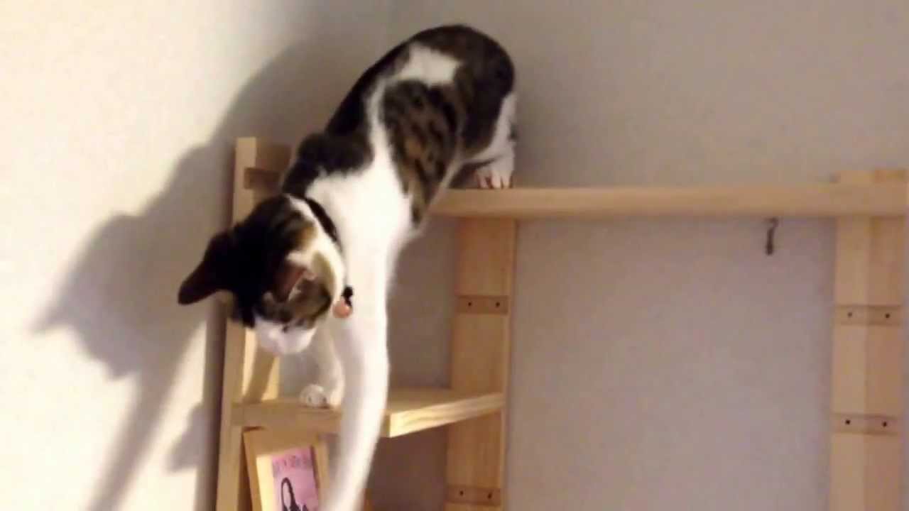 猫タワー自作 したが Youtube