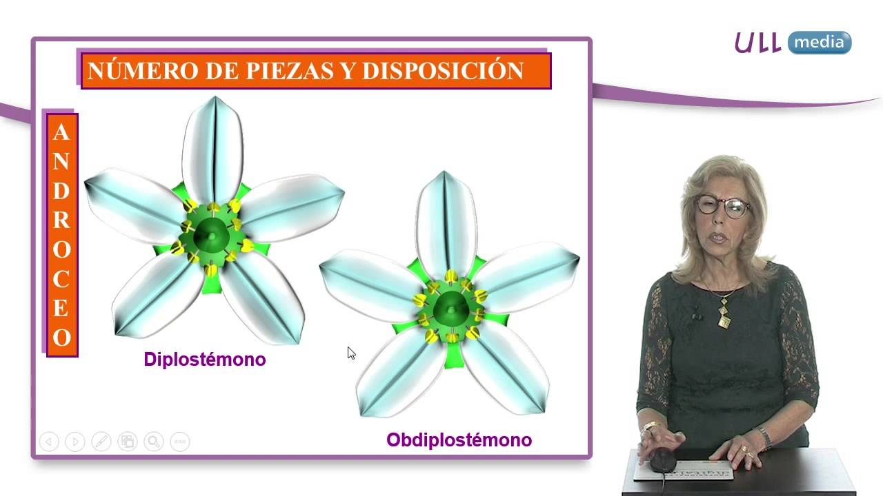 universidad de la laguna derecho Morfología de espermatófitos. La flor en Angiospermas. El androceo