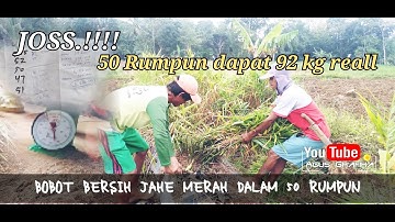 BOBOT BERSIH HASIL PANEN JAHE MERAH (50 RUMPUN)