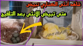 شاهد أنثى الكناري سوف تبيضبعد تلقيح الذكر كم تستغرق لوضع البيض شاهد ع المباشر؟?