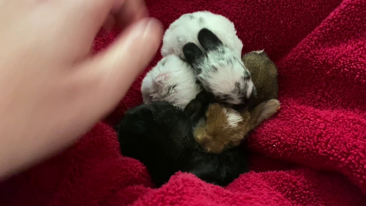 Baby Rabbits Update. Starting To Open Their Eyes - YouTube