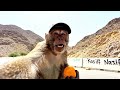 رحلة الى قريتنا قرد الطايف رحلة الى قريتنا قرد الطايف