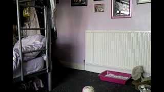 My kitten crying when i leave the room.