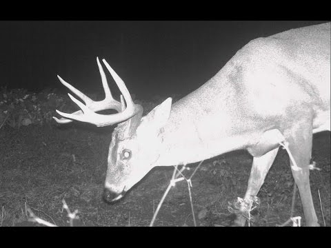 Vídeo: How to Go Deer Hunting (com fotos)