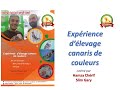 Exprience dlevage canaris de couleur