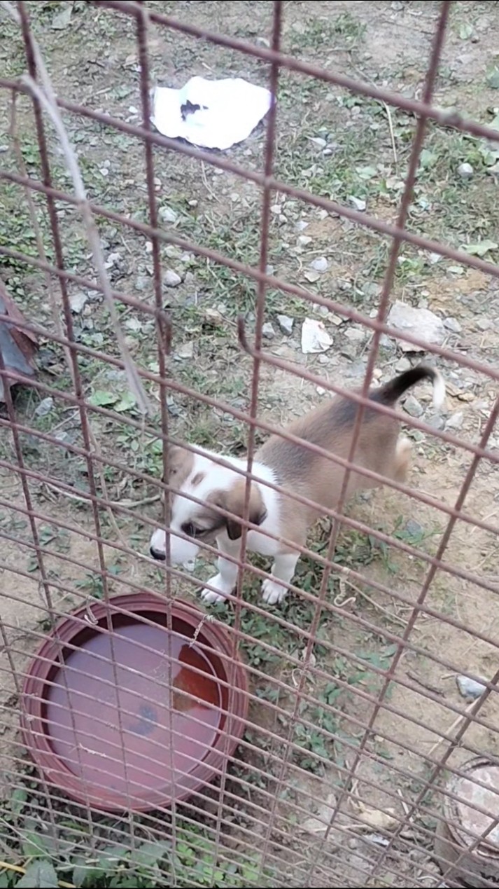 🌄প্রকৃতি ও পশু-পাখি প্রেমী🐕 - ShareChat