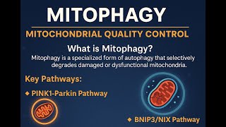 Mitophagy The Mitochondrial Cleanup