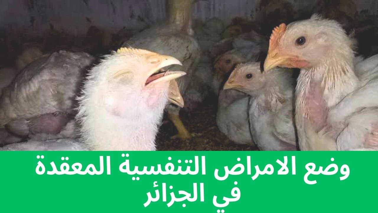 وضع الامراض المعقدة في الجزائر