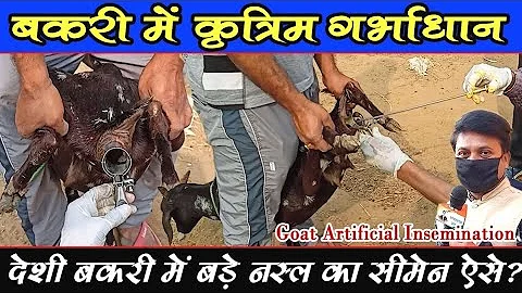 देशी बकरी में AI कृत्रिम गर्भाधान । Goat Artificial insemination। Deshi bakri me simen kaise