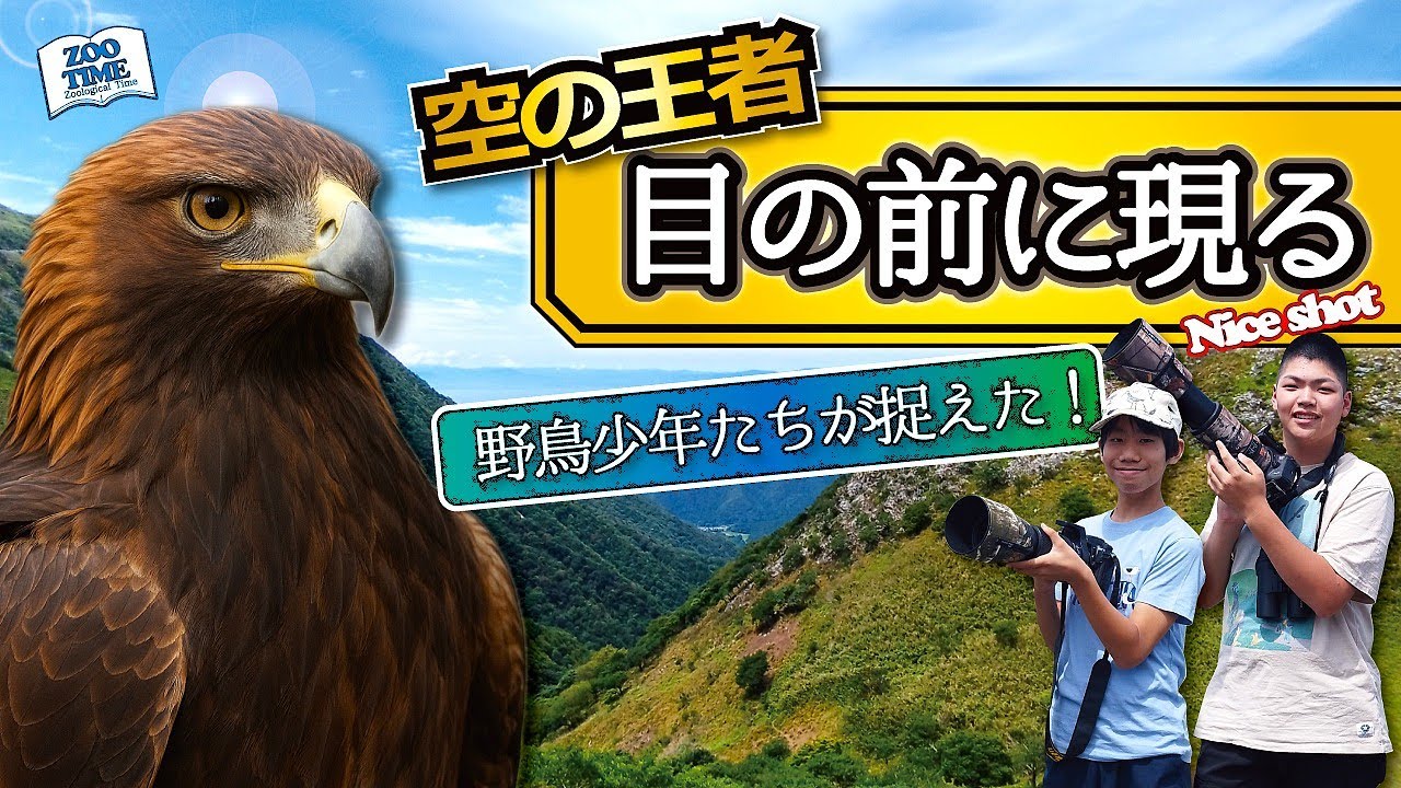 【67 伊吹山イヌワシ】空の王者、目の前に現る！野鳥少年たちがついに捉えた！