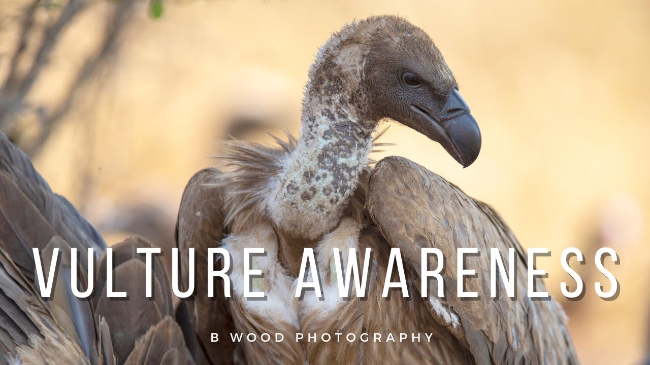 International Vulture Awareness Day 👐