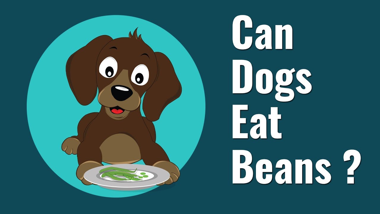 Can Dogs Eat Beans?