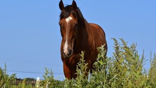 Aragorn's Journey - Saved from Slaughter