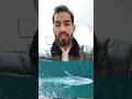 Blue Whale :The Largest Animal Ever to Live #shorts #bluewhales