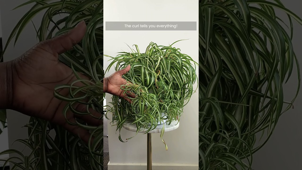 How to get endless Spider Plant babies #leca #propagation #plants