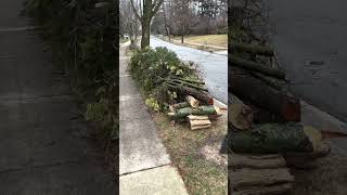 The Perfect Wall of Twigs: Nature’s Post-Storm Masterpiece