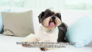 The Shih Tzu Dog | Too 10 beautiful facts