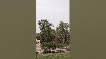 BZU University Multan BEAUTIFUL SCENE #bzu #viral #short