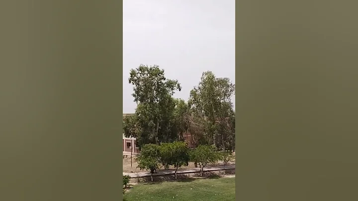 BZU University Multan BEAUTIFUL SCENE #bzu #viral #short