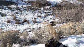 Standard Schnauzer Cash spots some deer on our walk today by Carla Peterson 506 views 1 year ago 1 minute, 25 seconds