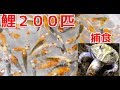 餌用の鯉２００匹を購入！ペット達に与えます！