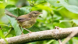 ceret gunung, yang unik saat berjalan, merangkak seperti tikus