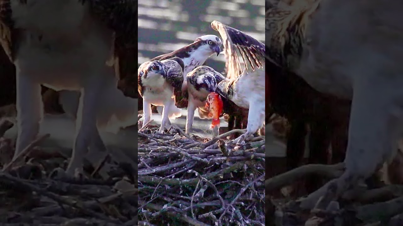 123🐤 The Osprey Family - Sibling Rivalry: Osprey Chicks Battle for Zesty Orange Fish Feast!