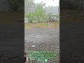 Summer rain# venalmazha#kerala#relief #monsoon #nature