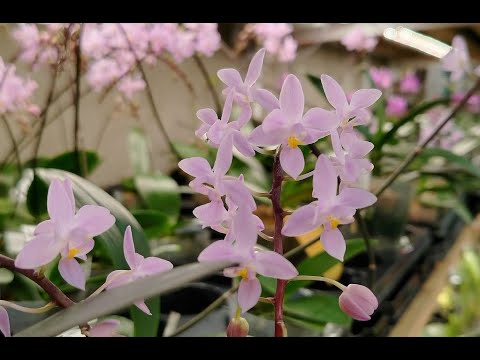 Оранжерея в марте - антуриумы, филодендроны, орхидеи и Со :)