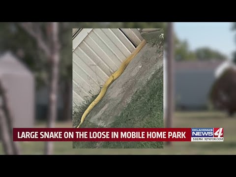 Large snake on the loose in mobile home park