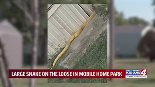 Famous Large snake on the loose in mobile home park Net Worth